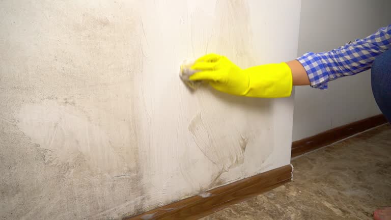 Reliable Fletcher, NC Mold Removal Solutions