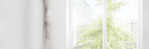 Best Mold Documentation for Insurance Claims  in Fletcher, NC
